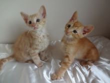 Stunning Oriental Kittens For Sale