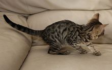Gorgeous Scottish Straight Ear Kitten email at 479 310 6602/email brownhanlly@gmail.com Image eClassifieds4u 2