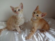 Stunning Oriental Kittens For Sale Image eClassifieds4U