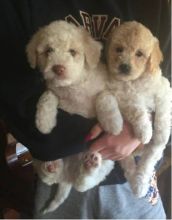 Two Awesome Standard Goldendoodle Puppies for adoption