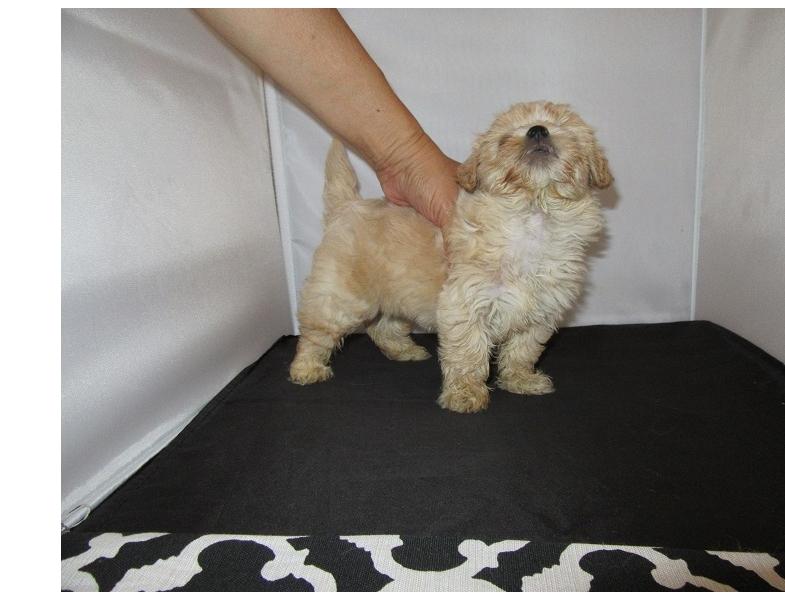 Adorable maltipoo Puppies Available for free adoption for lovely family Image eClassifieds4u