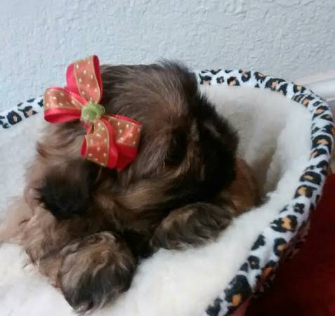 male Shih tzu puppy for free adoption for s-max for lovely home Image eClassifieds4u