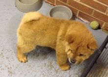 Chow Chow Puppies Male and female For Sale, Text (408) 800-1959