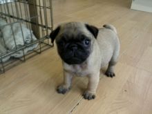 **excellent Quality Kc Registered Pug Puppies** Pups Ready Now For Sale, SMS (408) 800-1959