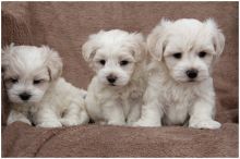 Gorgeous Maltipoo Pups Ready Now For Sale SMS (408) 800-1959