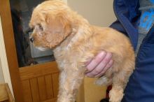 Adorable Cavapoo Pups Ready Now For Sale, SMS