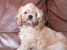 Adorable Cavapoo Pups Ready Now For Sale SMS (408) 800-1959