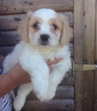 Beautiful Cavachon Puppies For Sale, SMS (408) 800-1959
