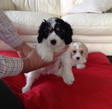 Beautiful Cavachon Pups Ready Now For Sale SMS (408) 800-1959