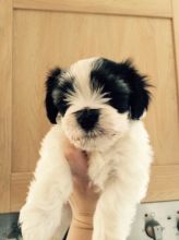 Beautiful Havanese Pups Ready Now For Sale SMS (408) 800-1959
