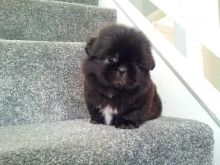 cKC registered shih tzu pup available for adoption