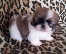 full bread shih tzu pups well trained girls and boy