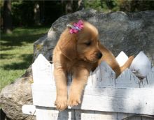 Golden retriever pups ready for new home