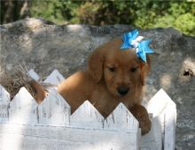 Gorgeous Golden retriever puppies for loving homes