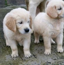 Gorgeous Litter Of Golden Retriever Puppies For Sale, Text (408) 800-1959