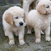 Gorgeous Litter Of Golden Retriever Pups Ready Now For Sale SMS (408) 800-1959