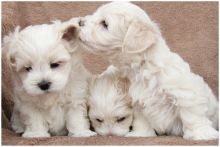 Gorgeous Maltipoo Pups Ready Now For Sale, SMS (408) 800-1959