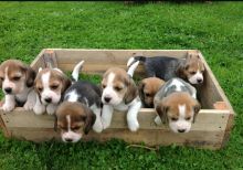 Kc Registered Beagle Puppies, Well Bred Ready For Sale, SMS (408) 800-1959