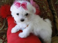 Kc Registered Maltese Puppies For Sale For Sale, Text (408) 800-1959