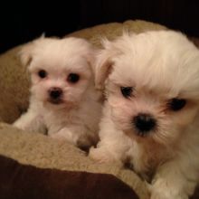 Kc Registered Maltese Pups Ready Now For Sale, SMS (408) 800-1959