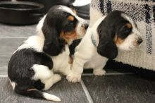 Kennel Club Reg Bassett Hound Pups Ready Now For Sale SMS (408) 800-1959