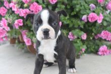 Kennel Club Registered Boston Terriers Puppies, For Sale, SMS (408) 800-1959