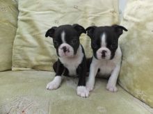 Kennel Club Registered Boston Terriers Pups Ready Now For Sale SMS (408) 800-1959