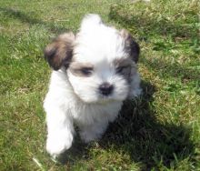 Kennel Club Registered Lhasa Apso For Sale, Text (408) 800-1959