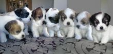 Kennel Club Registered Lhasa Apso Pups Ready Now For Sale SMS (408) 800-1959