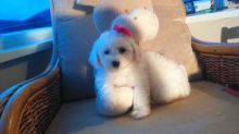 Pedigree Bichon Frise Pups Ready Now For Sale, SMS (408) 800-1959