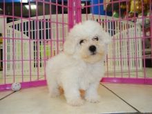 Pedigree Bichon Frise Pups Ready Now For Sale SMS (408) 800-1959