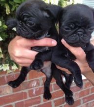 Pug puppies with great personality ready for adoption(218) 303-5958