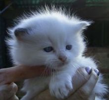 We have available Ragdoll kittens male and female(218) 303-5958