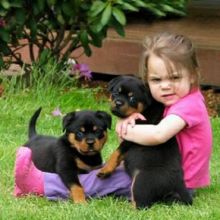 We have two 12 week old registered Rottweiler puppies up for a good home.