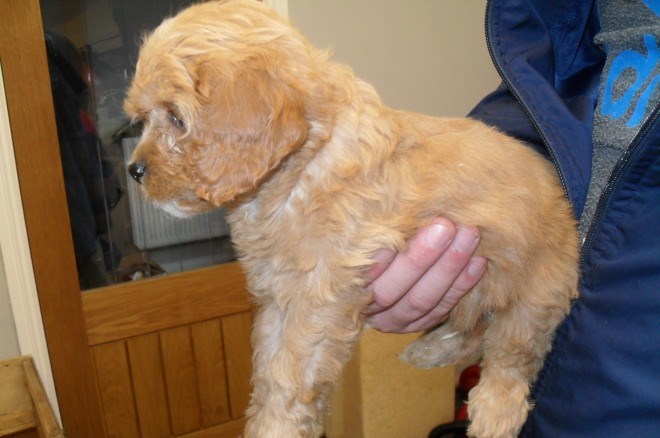 Adorable Cavapoo Pups Ready Now For Sale, SMS Image eClassifieds4u