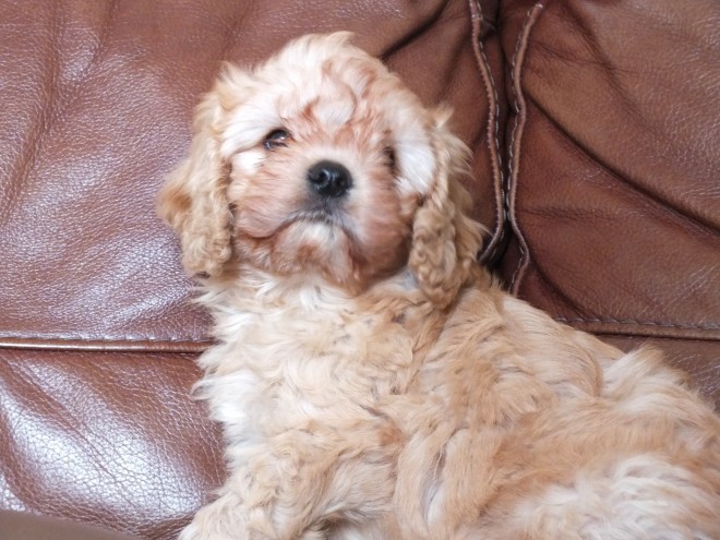 Adorable Cavapoo Pups Ready Now For Sale SMS (408) 800-1959 Image eClassifieds4u