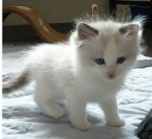 Adorable Ragdoll Kittens Available(218) 303-5958 Image eClassifieds4u