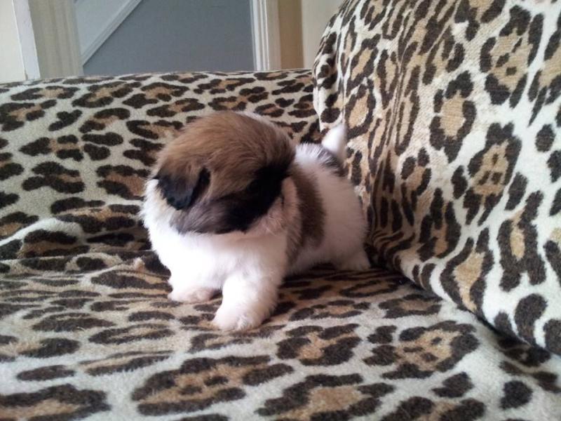 Adorable shih tzu pups ready to leave for new homes Image eClassifieds4u