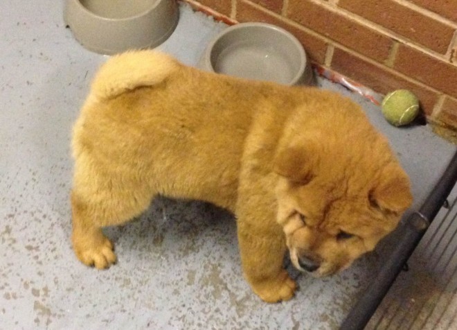 Chow Chow Puppies Male and female Puppies, For Sale, SMS (408) 800-1959 Image eClassifieds4u