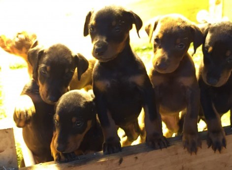CKc Reg Dobermann Pups Ready Now For Sale SMS (408) 800-1959 Image eClassifieds4u