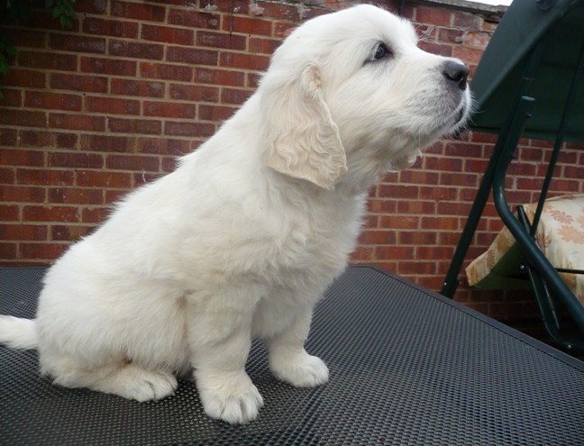 Gorgeous Litter Of Golden Retriever For Sale, SMS (408) 800-1959 Image eClassifieds4u
