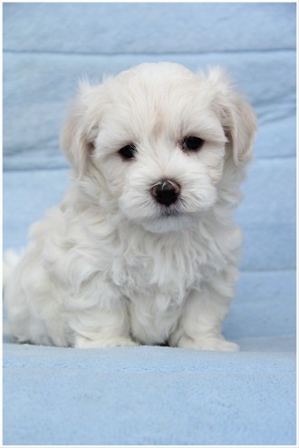 Gorgeous Maltipoo Pups Ready Now For Sale, SMS (408) 800-1959 Image eClassifieds4u