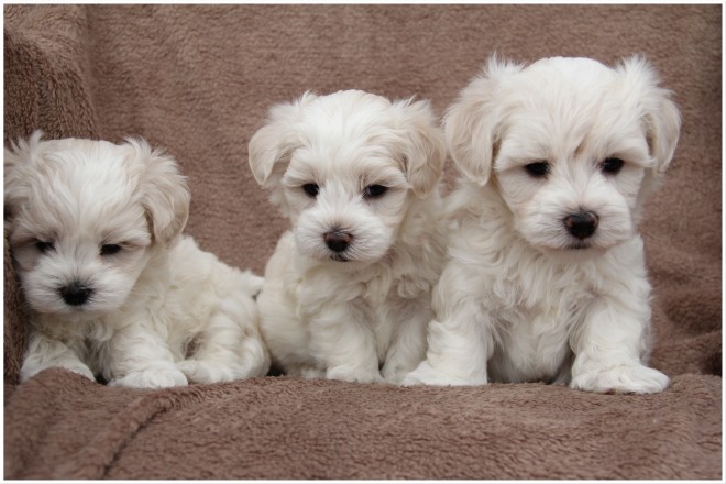 Gorgeous Maltipoo Pups Ready Now For Sale, SMS (408) 800-1959 Image eClassifieds4u