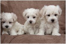 Gorgeous Maltipoo Pups Ready Now For Sale SMS (408) 800-1959 Image eClassifieds4U