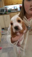 Kennel Club Reg Bassett Hound Pups Ready Now For Sale, SMS (408) 800-1959 Image eClassifieds4u 2