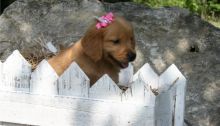 BEAUTIFUL GOLDEN RETRIEVER FREE TO GOOD HOME Image eClassifieds4u 3