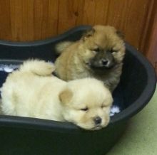 Chow Chow Puppies Male and female For Sale, SMS (408) 800-1959 Image eClassifieds4U