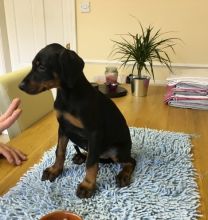 CKc Reg Dobermann Pups Ready Now For Sale SMS (408) 800-1959 Image eClassifieds4u 1