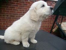 Gorgeous Litter Of Golden Retriever For Sale, SMS (408) 800-1959 Image eClassifieds4U