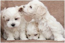 Gorgeous Maltipoo Pups Ready Now For Sale, SMS (408) 800-1959 Image eClassifieds4u 1